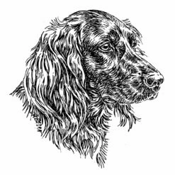 Aufkleber 15 Cm Dt. Langhaar