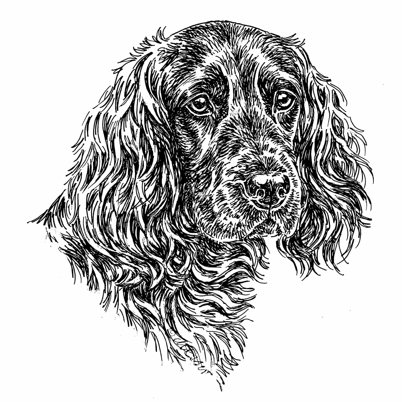 Aufkleber 15 Cm Dt. Wachtelhund