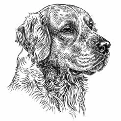 Aufkleber 15 Cm Golden Retriever