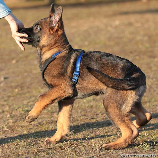 Niggeloh Geschirr Follow START â Bild 3