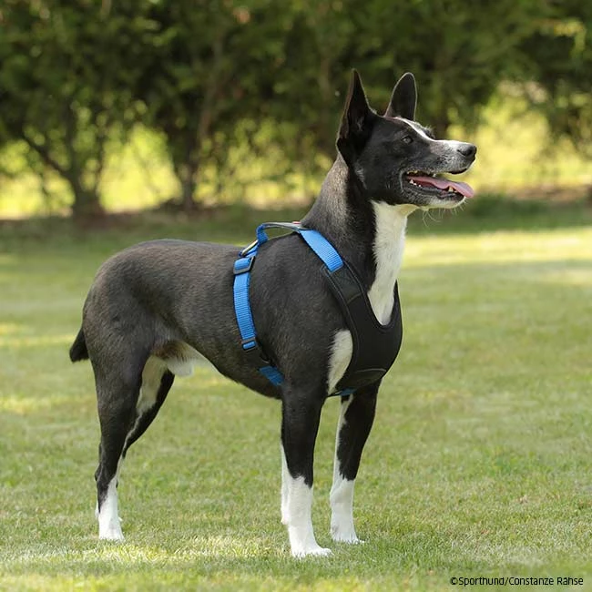 Niggeloh Geschirr Follow START â Bild 2