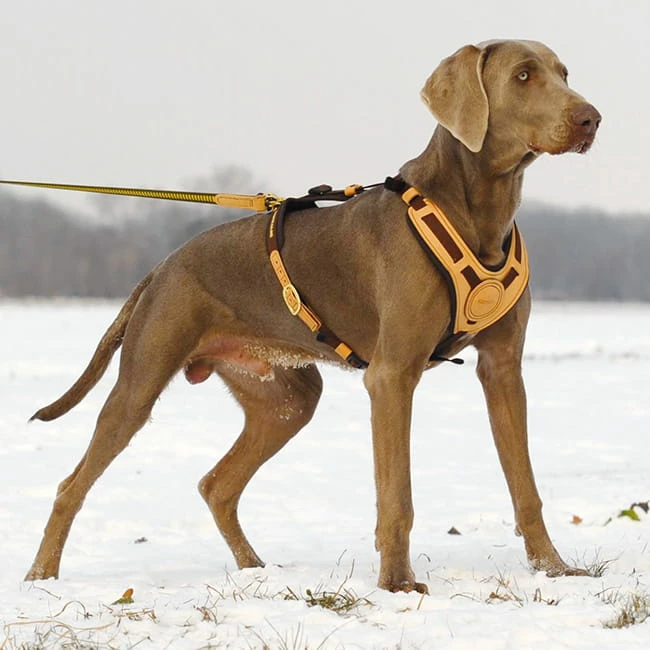 Niggeloh Geschirr Mantrailing â Bild 2