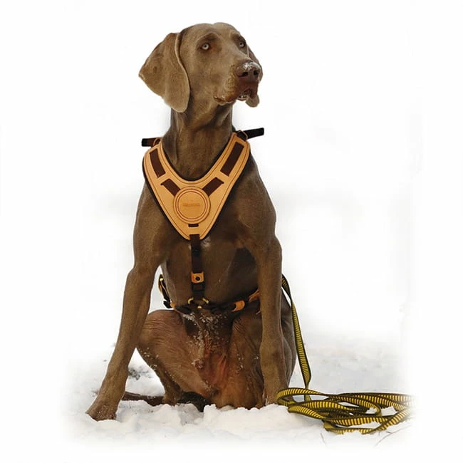 Niggeloh Geschirr Mantrailing â Bild 3