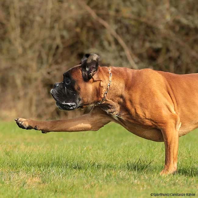 Sprenger Halskette Edelstahl Rostfrei â Bild 2