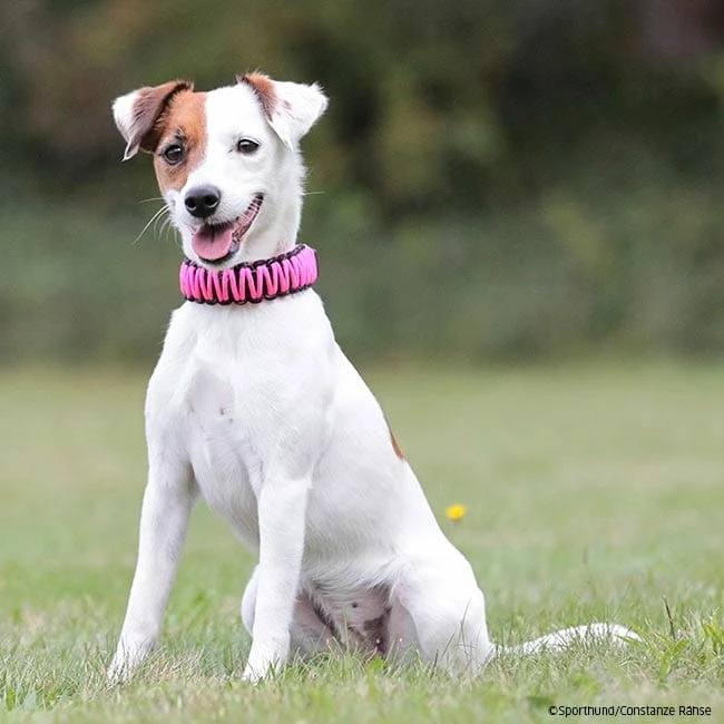 Sprenger Paracord Halsband Mit ClicLock 30cm â Bild 4