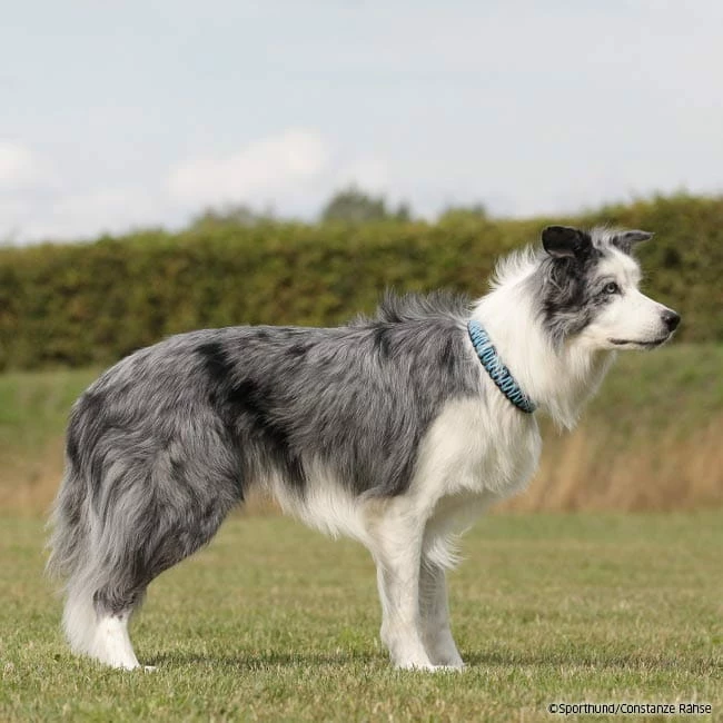 Sprenger Paracord Halsband Mit ClicLock 30cm â Bild 3