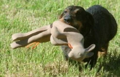 Waidwerk Apportier-Kaninchen